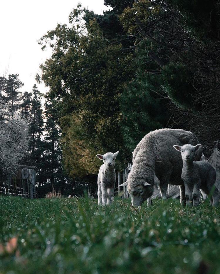 Christchurch Farms, South Island, New Zealand