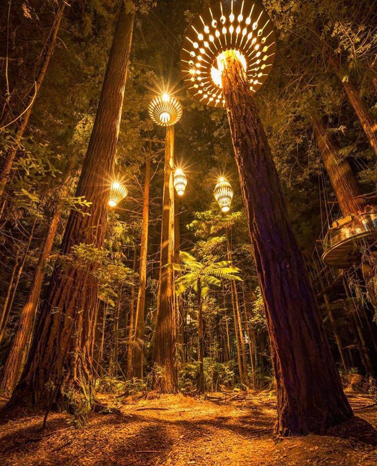 Whakarewarewa Forest, Rotorua, New Zealand